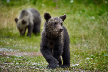 Obraz na płótnie Canvas Brown bear juveniles
