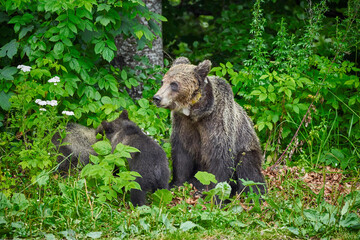 Female brown bear and cubs