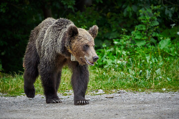 Fototapeta premium Tagged female brown bear