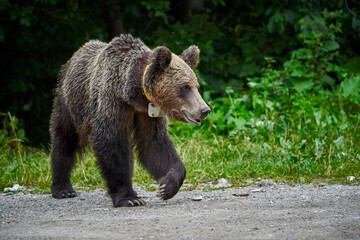 Fototapeta premium Tagged female brown bear