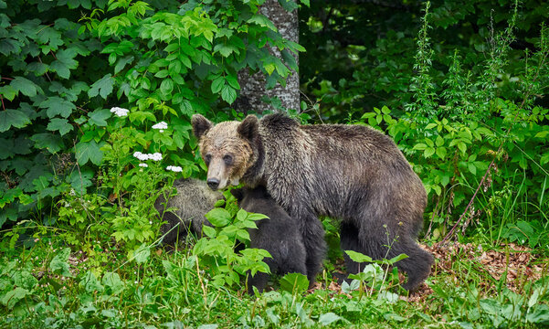 Female brown bear and cubs