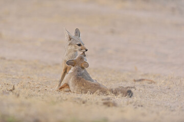 Jackal puppies from Nal Sarovar,