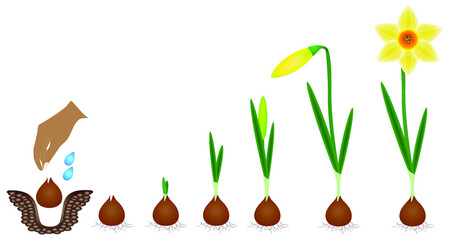 Cycle of growth of a narcissus plant isolated on a white background.