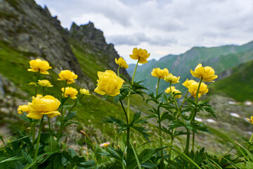 Wild flowers and mountains