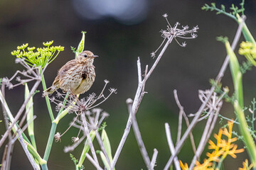 spotted thrush on a branch in a garden