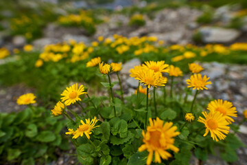 Yellow mountain flowers