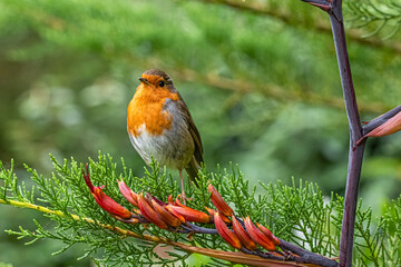 robin on a branch in a garden