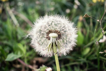 on a green blurred background in the center of the frame is a bright dandelion
