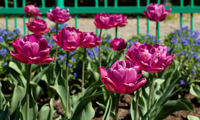 Pink tulip bed