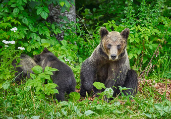 Female brown bear and cubs