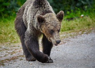 Tagged female brown bear
