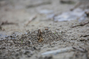 アリの巣に運ばれるセミの羽