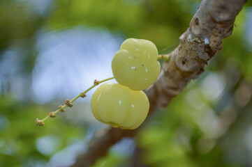 Star Gooseberry