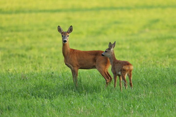 Naklejka na ściany i meble European roe deer, Capreolus capreolus, in green meadow. Doe and fawn standing in grass and grazing. Wild animals in natural habitat. Animal mother and child in summer nature.