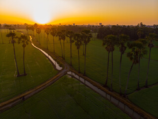 Green paddy rice plantation field sunrise morning with sugar palm