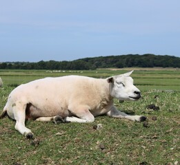Obraz premium Texel sheep on a dike