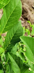 close up of green leaves