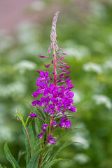 Fototapeta premium Wild meadow flowers on green background