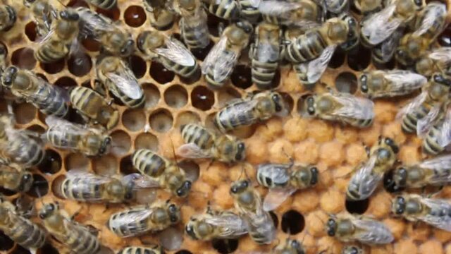 Bees convert nectar into honey and and take care of the larvae