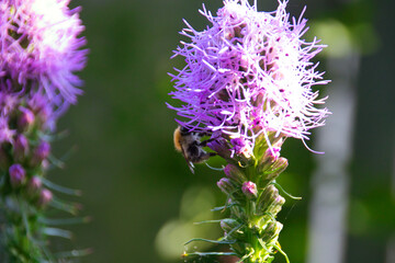 a bee collects pollen on a purple flower