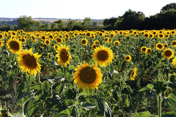 Naklejka premium Yellow sunflower in a field on a green background