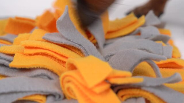 Dachshund dog is doing nose work, looking for delicious dried treats in soft washable textile snuffle mat and eating them, close up. Intellectual game and training with pet