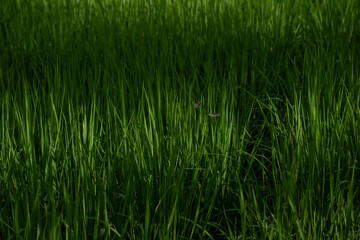 green grass butterfly