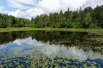 Lake with water lily leaves in stumps