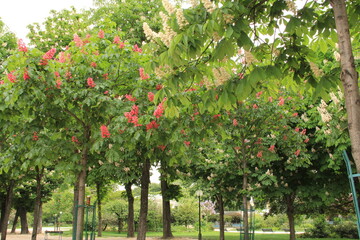 Fototapeta na wymiar シャンゼリゼ通りに咲くマロニエの木々