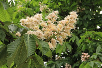 シャンゼリゼ通りに咲くマロニエの花