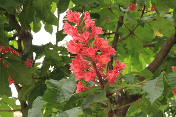 シャンゼリゼ通りに咲くマロニエの花