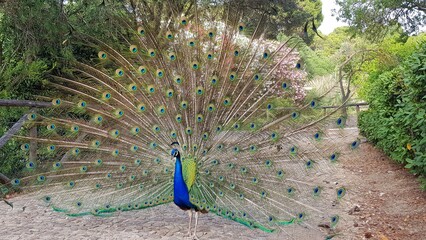 Obraz premium peacock with feathers out