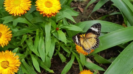 butterfly on flower