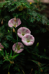 pink flower in water