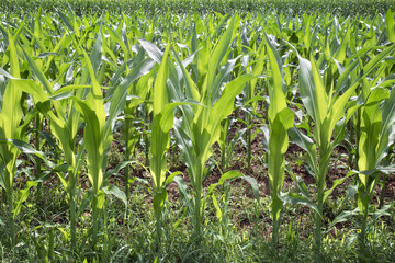 Young plants of corn. Green field of cereal cultivation