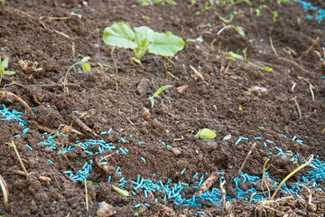 Snail insecticide. Blue poison to protect the plants