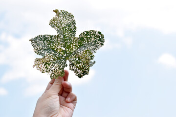 a holed leaf in the hand against the sky. The sky shines through the leaf