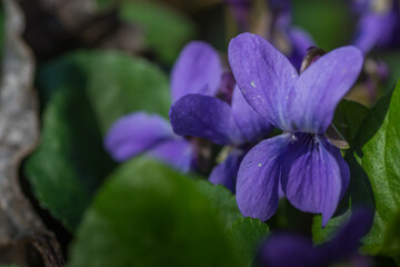 fragrant violet in spring and nature
