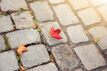Autumn fallen leaves on paving stones
