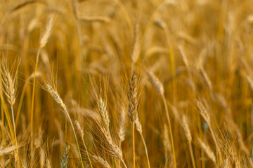 Wheat Field Texture Background with Ripening Ears