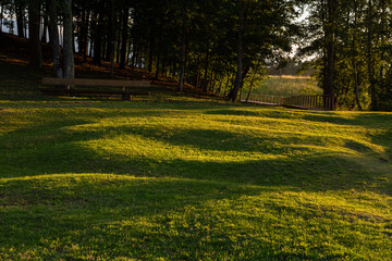 shadows and sunlight in the  forest