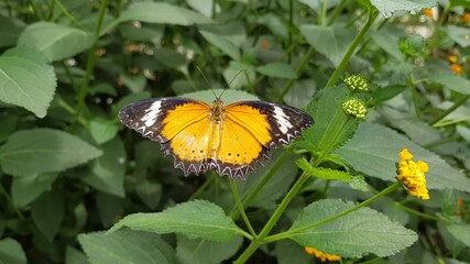 butterfly on a leaf