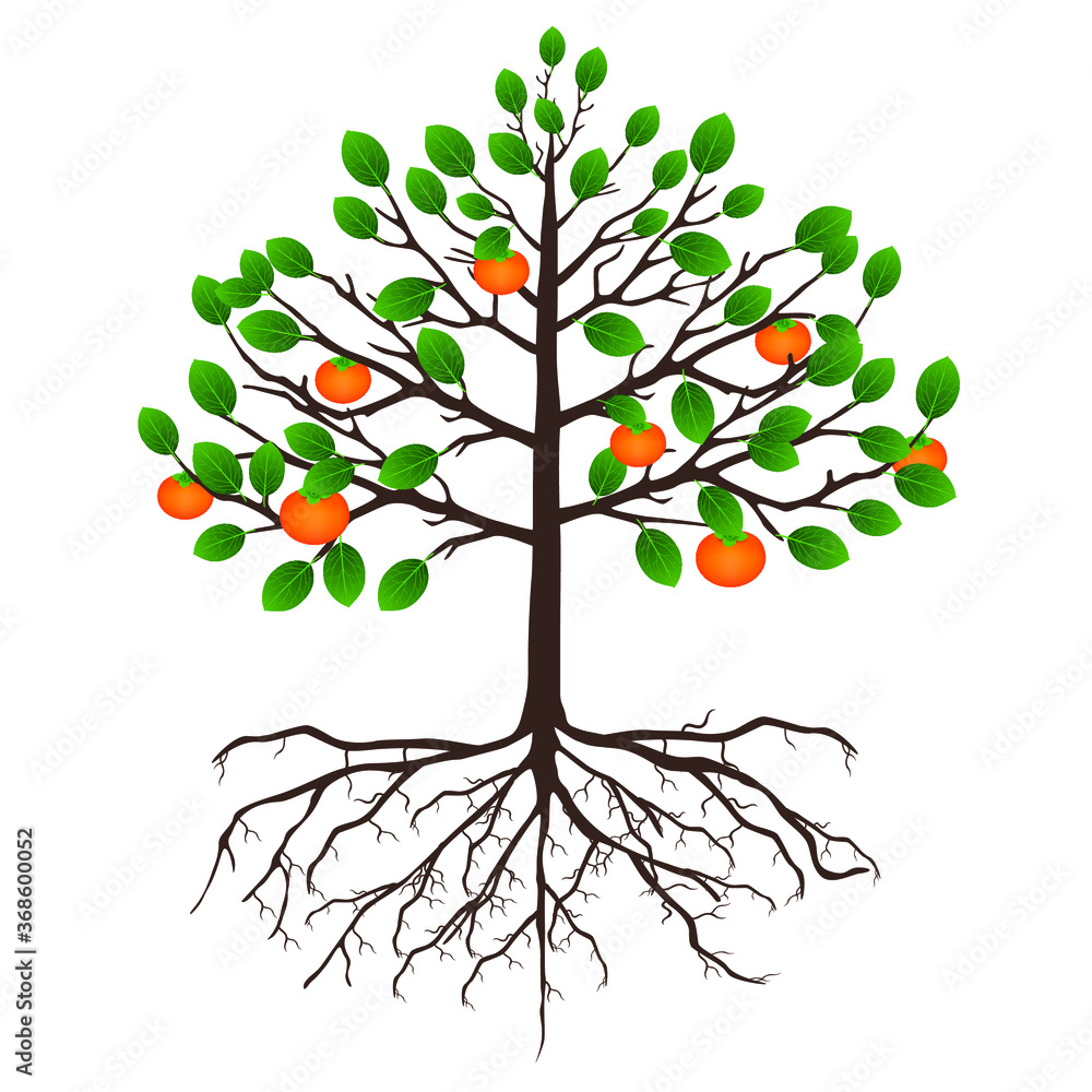 Wall mural tree persimmon with fruits and roots on a white background.