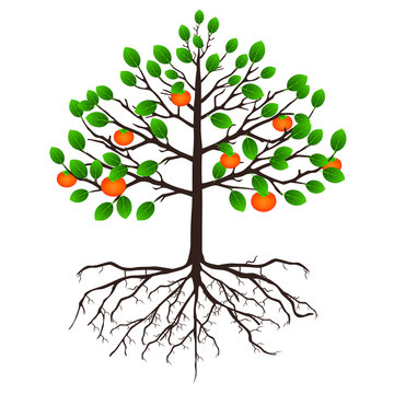 Tree persimmon with fruits and roots on a white background.