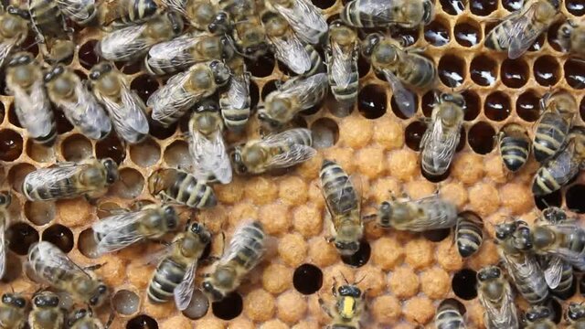 Bees convert nectar into honey and and take care of the larvae