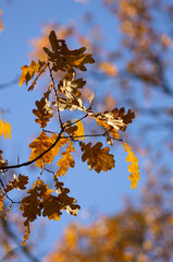 Autumn time oak leaves on a branch against the blue sky vertical orientation