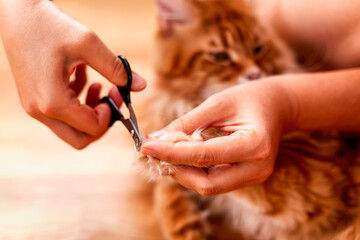A person cutting a cat’s claws