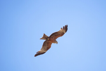Black kite (Milvus migrans)