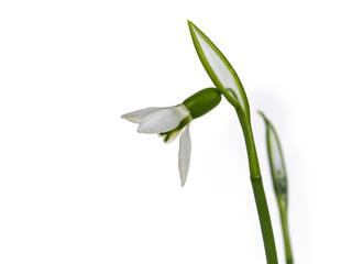Single snowdrop flower, isolated on white background