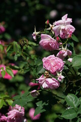 Light Pink Flower of Rose 'Pierre de St.-Cyr' in Full Bloom

